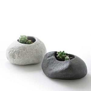 PLANTS ROCK – CACTUS